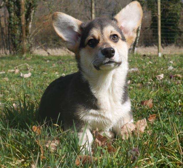 Lea Ollivier - Chiots disponibles - Welsh Corgi Pembroke