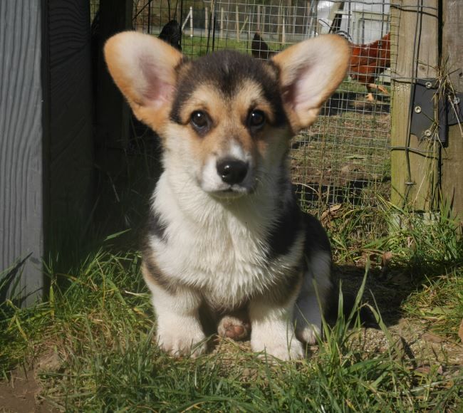 Lea Ollivier - Chiots disponibles - Welsh Corgi Pembroke